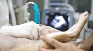 Dog Ultrasound Exam